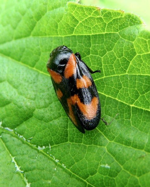 froghopper